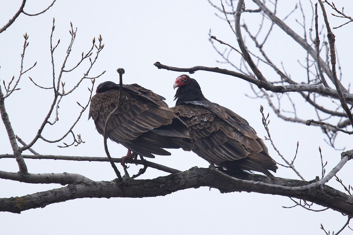 Turkey Vulture - Owen Strickland