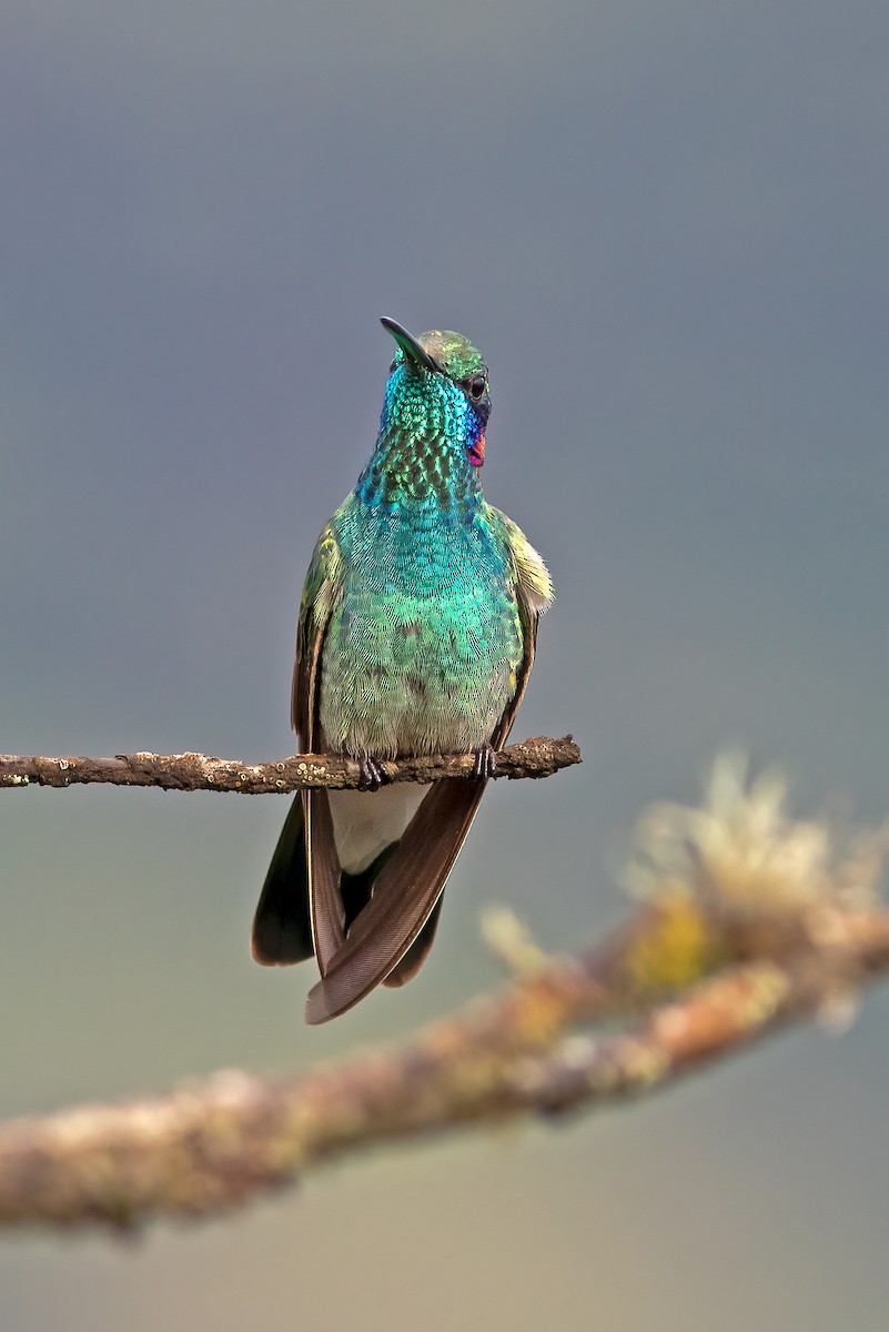 kolibřík ametystouchý - ML616527365