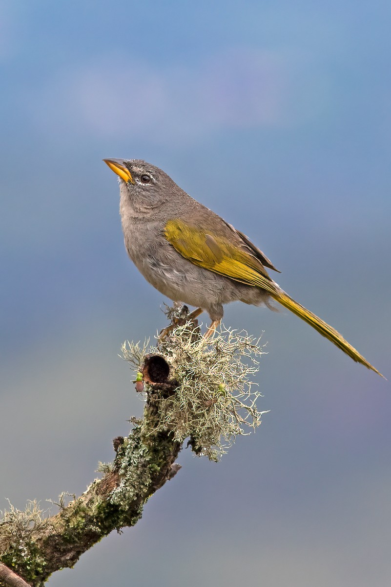 Pale-throated Pampa-Finch - ML616527409