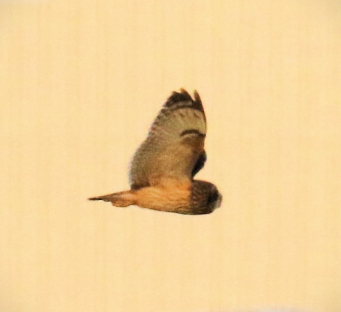 Short-eared Owl - ML616527427