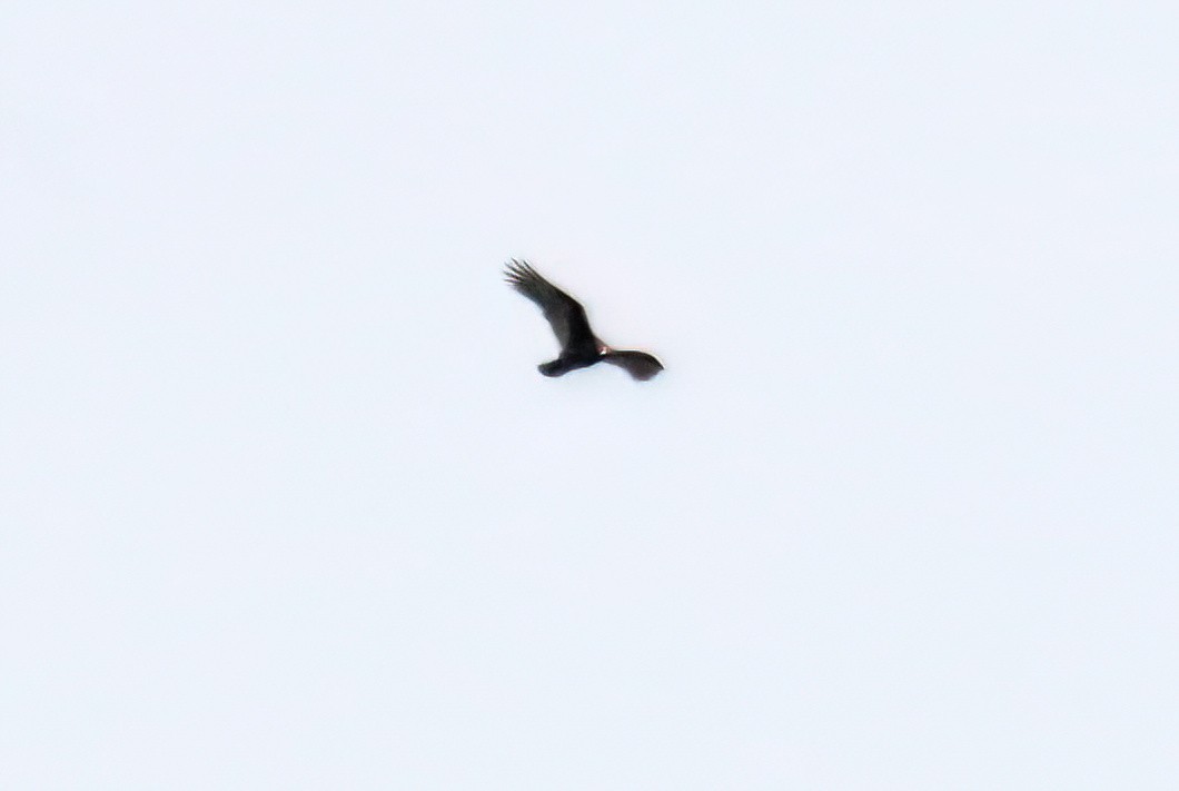 Turkey Vulture - ML616527526