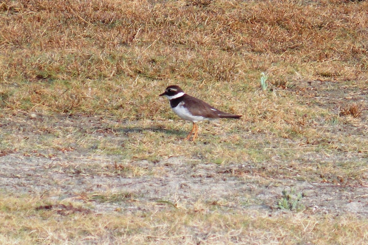 Common Ringed Plover - ML616527670