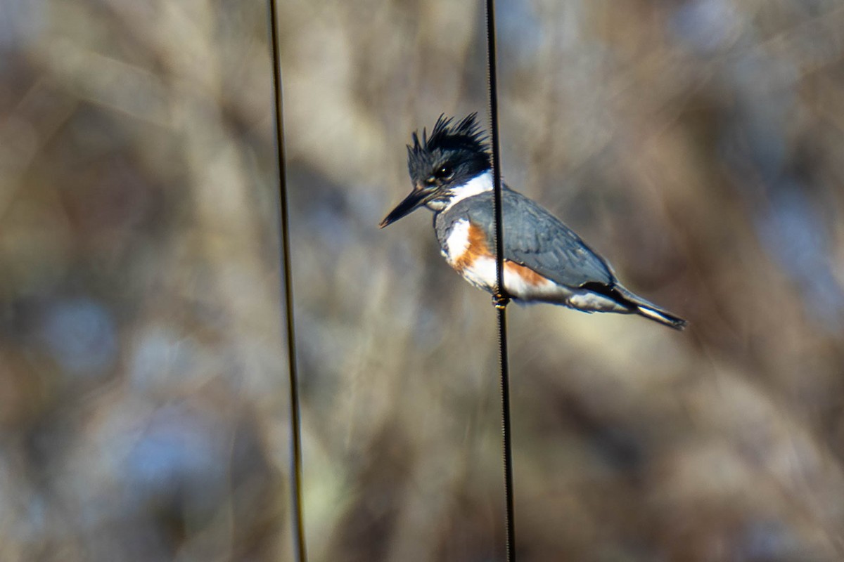Belted Kingfisher - ML616527695