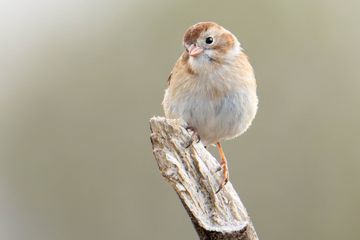 Field Sparrow - James Davis
