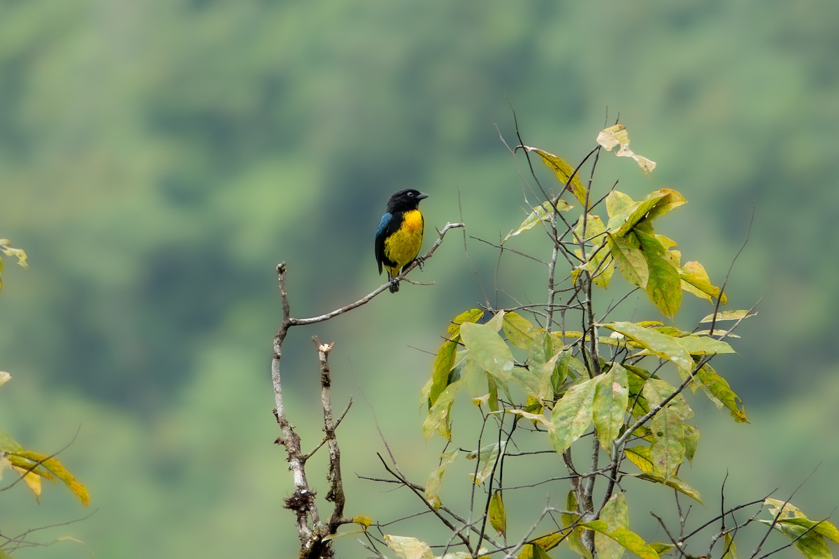 Black-and-gold Tanager - Forest Tomlinson