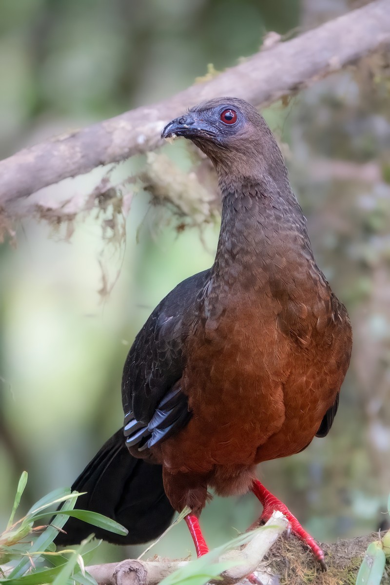 Sickle-winged Guan - ML616527823
