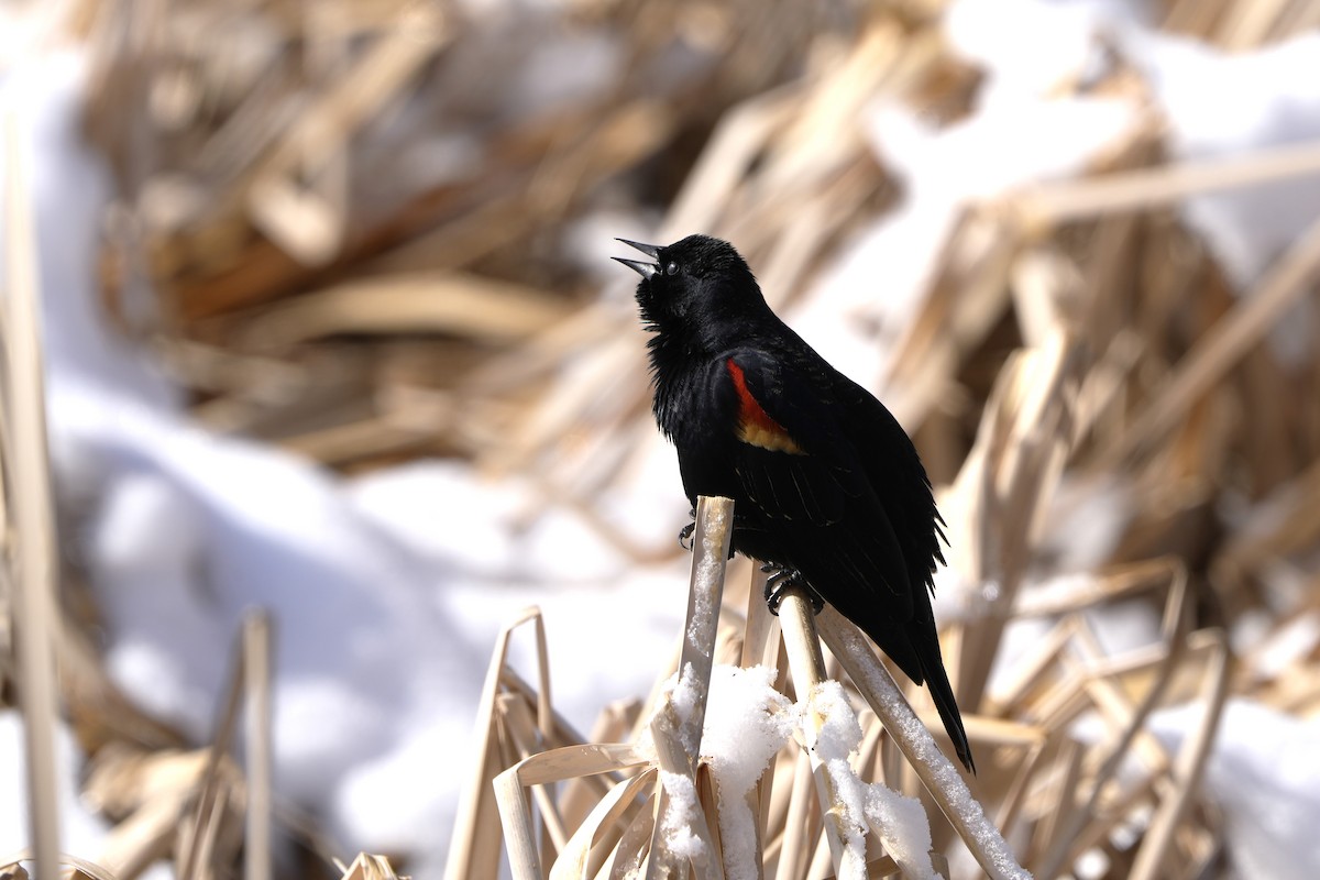 Red-winged Blackbird - ML616527826