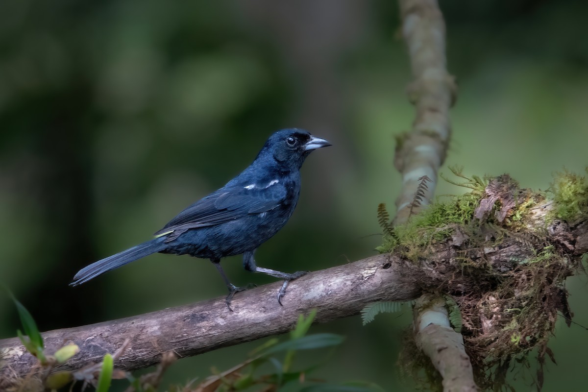 White-lined Tanager - ML616527855