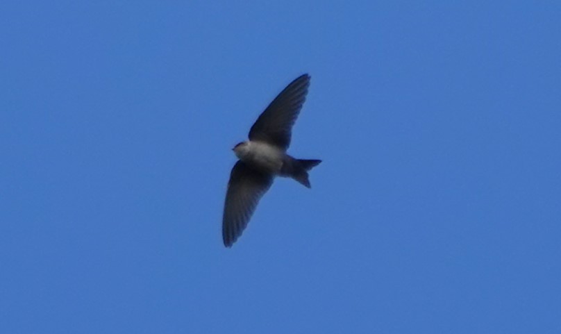 Brown-bellied Swallow - ML616527857