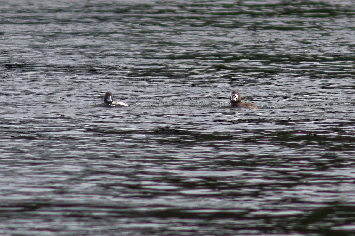 Greater Scaup - ML616527945