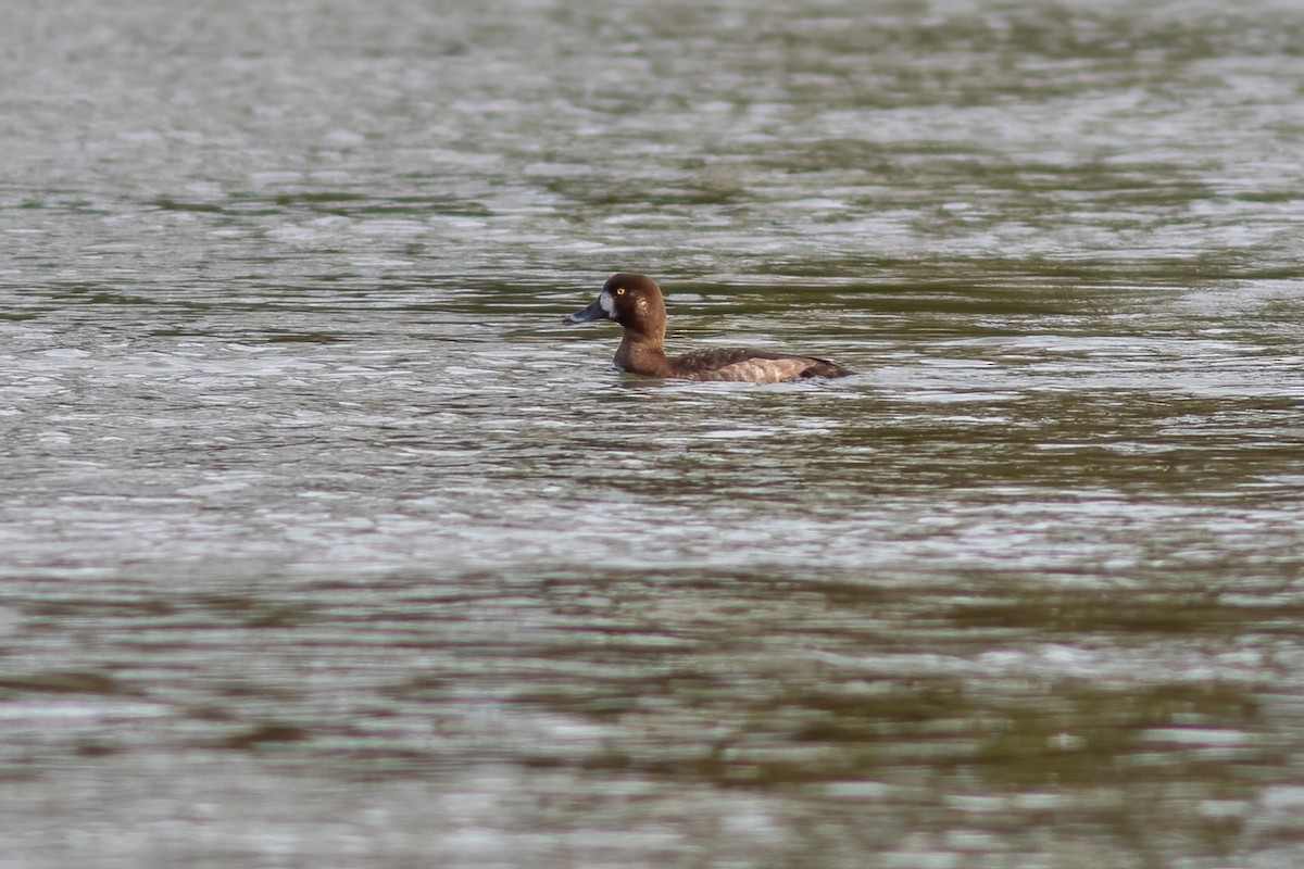 Greater Scaup - ML616527946