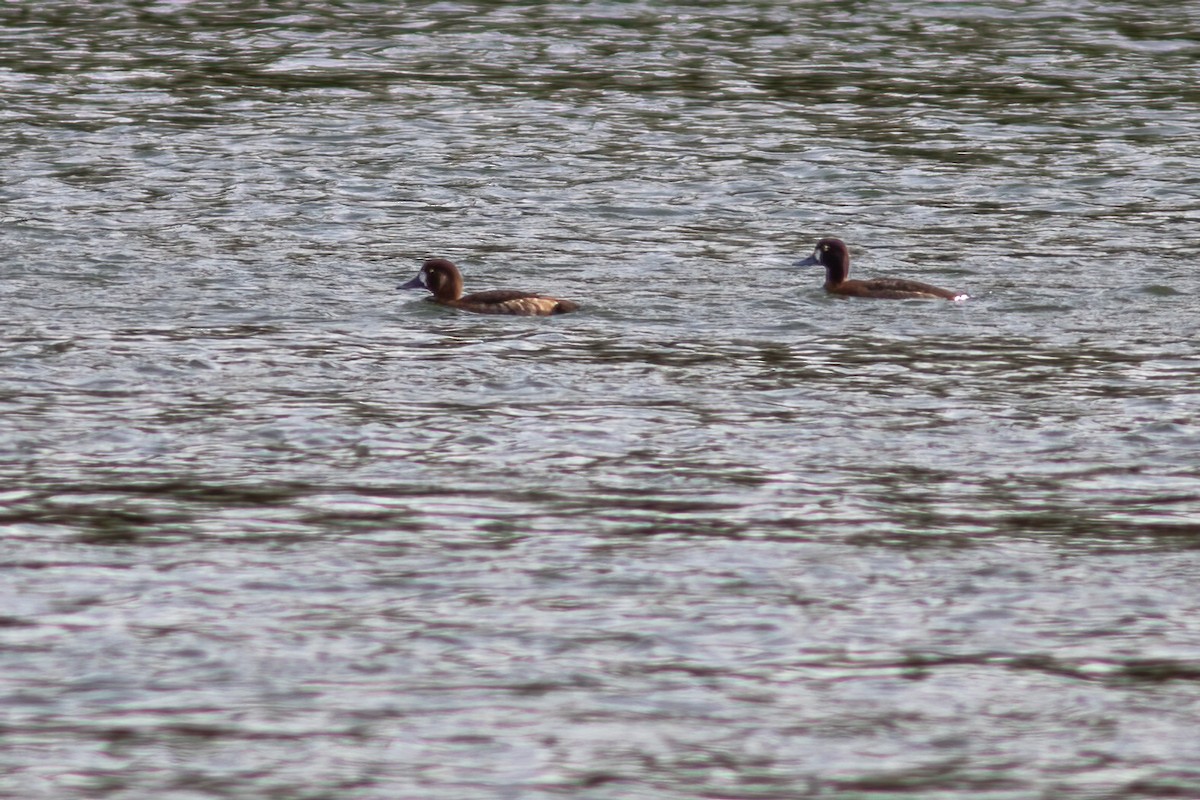 Greater Scaup - ML616527947