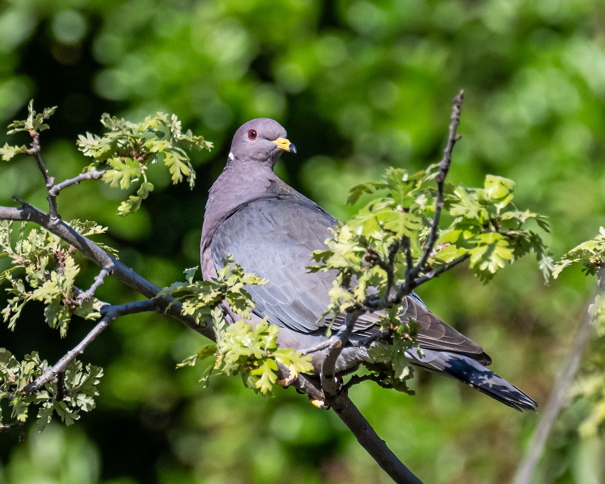 Band-tailed Pigeon - Molly Goheen