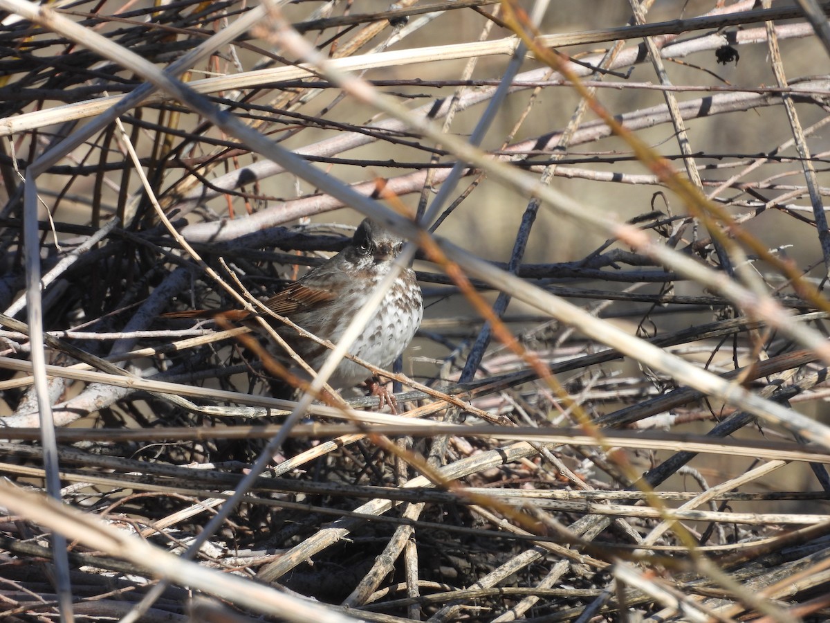 eBird Checklist 26 Mar 2024 Mono Lake County Park 9 species