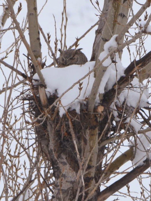 Great Horned Owl - ML616528359