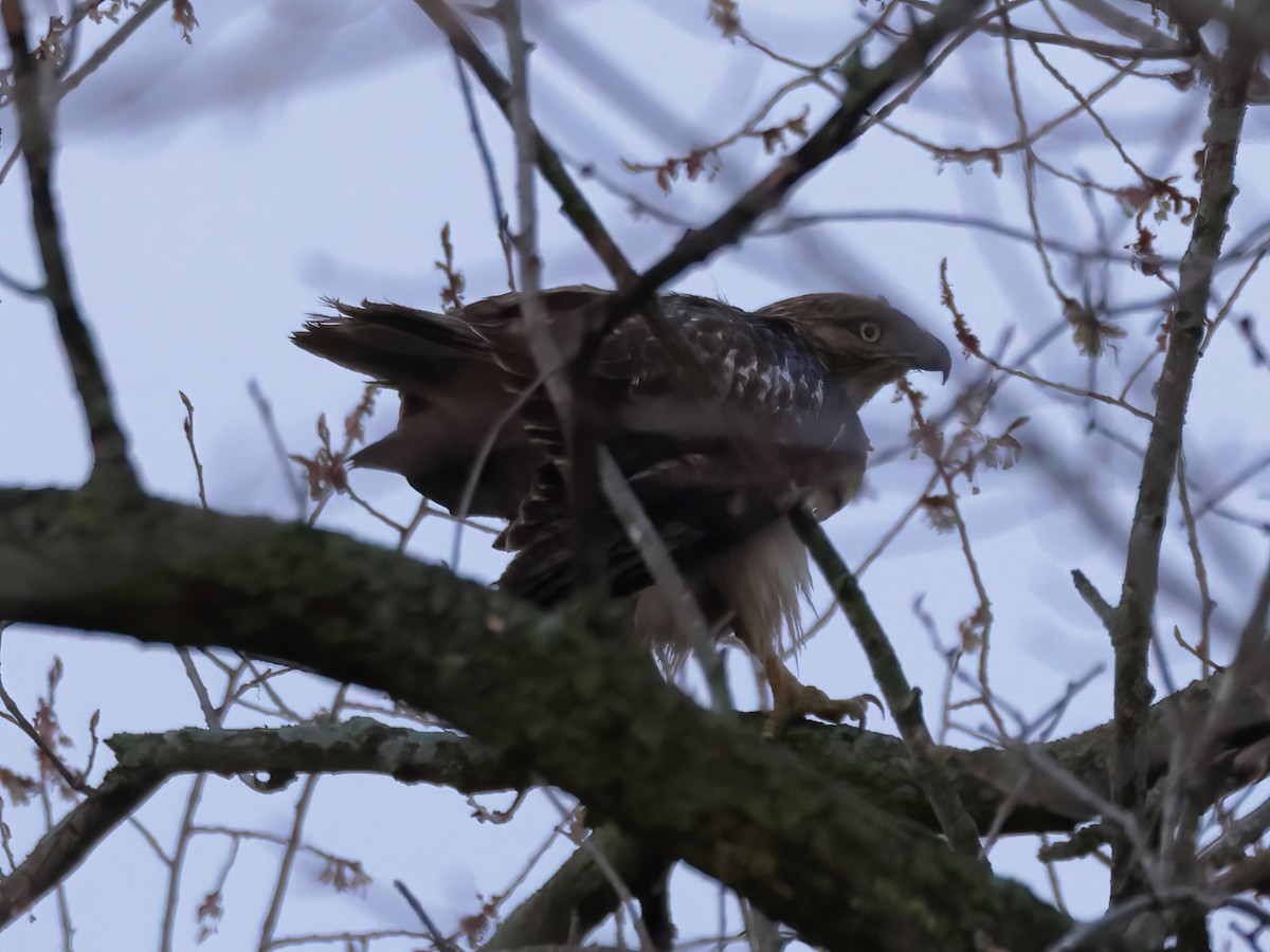 Red-tailed Hawk - ML616528407