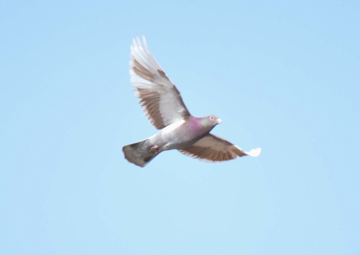 Rock Pigeon (Feral Pigeon) - Kathy Marche