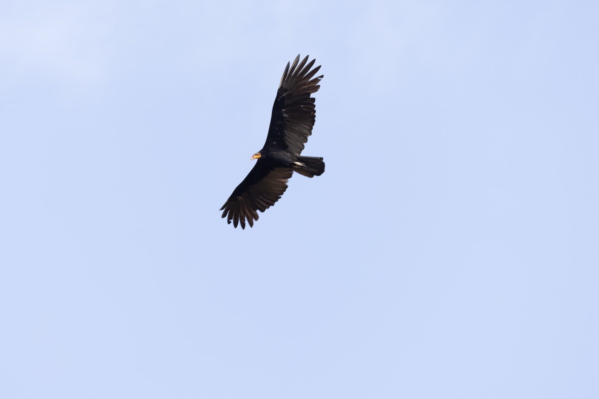 Greater Yellow-headed Vulture - ML616528492