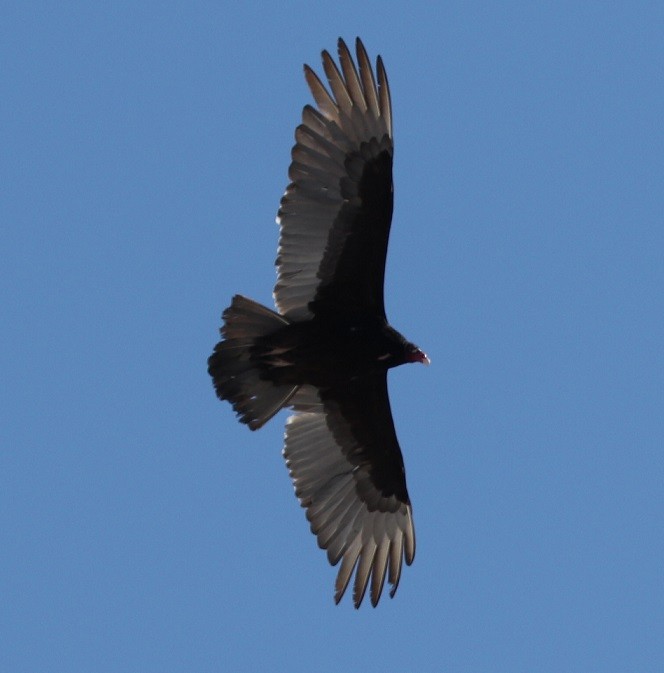 Turkey Vulture - ML616528526