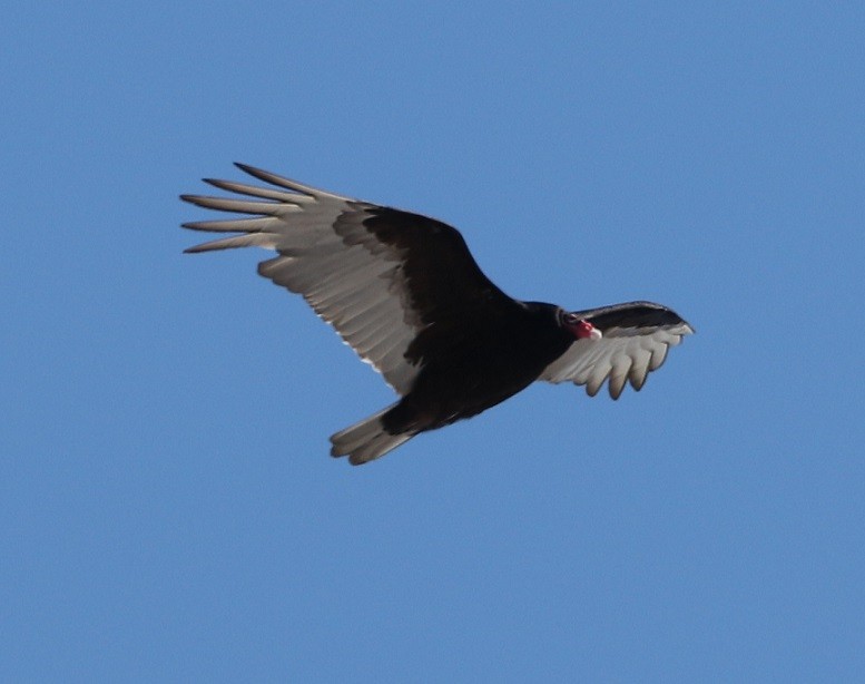 Turkey Vulture - ML616528527