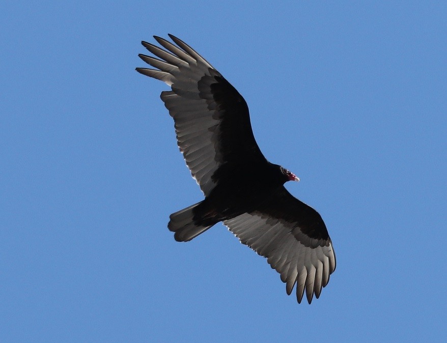 Turkey Vulture - ML616528528