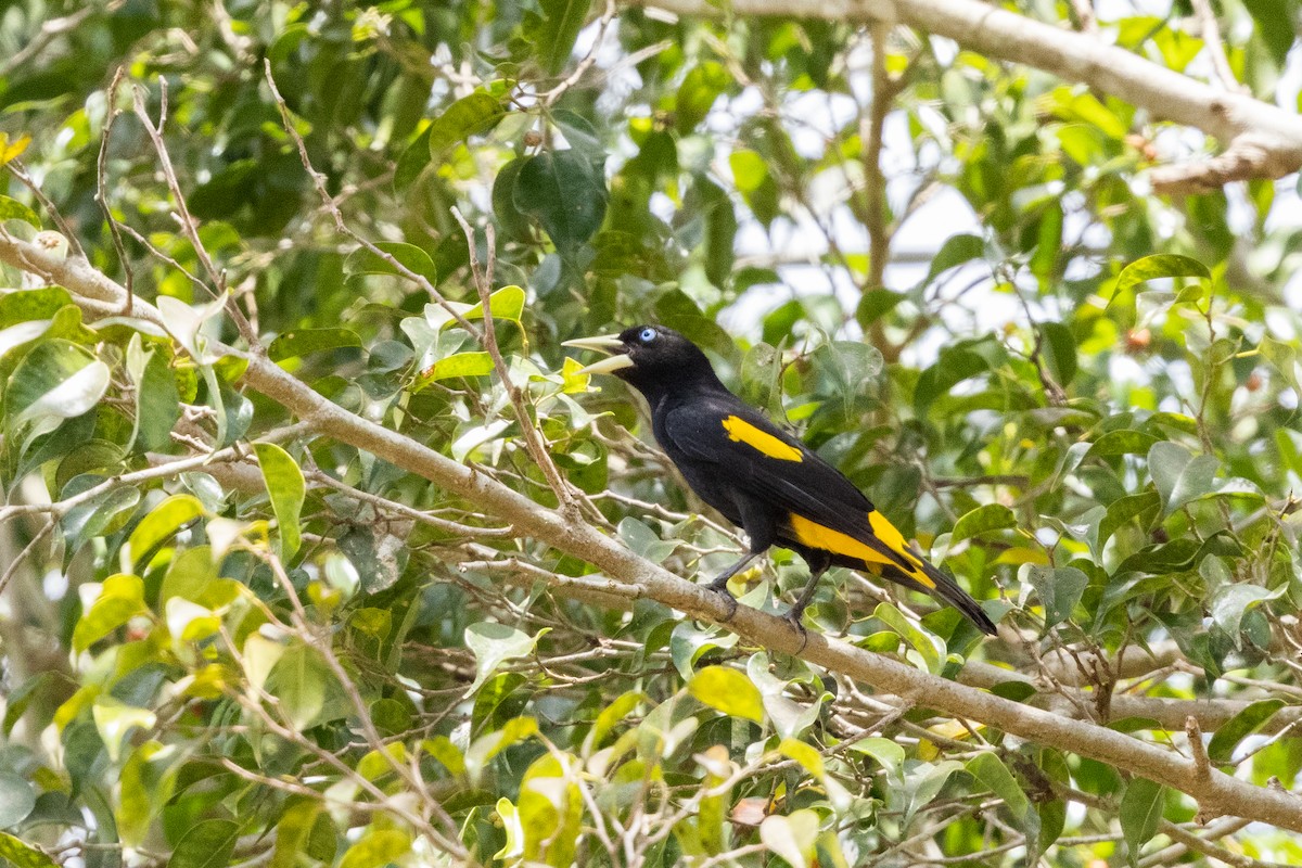 Yellow-rumped Cacique - ML616528640