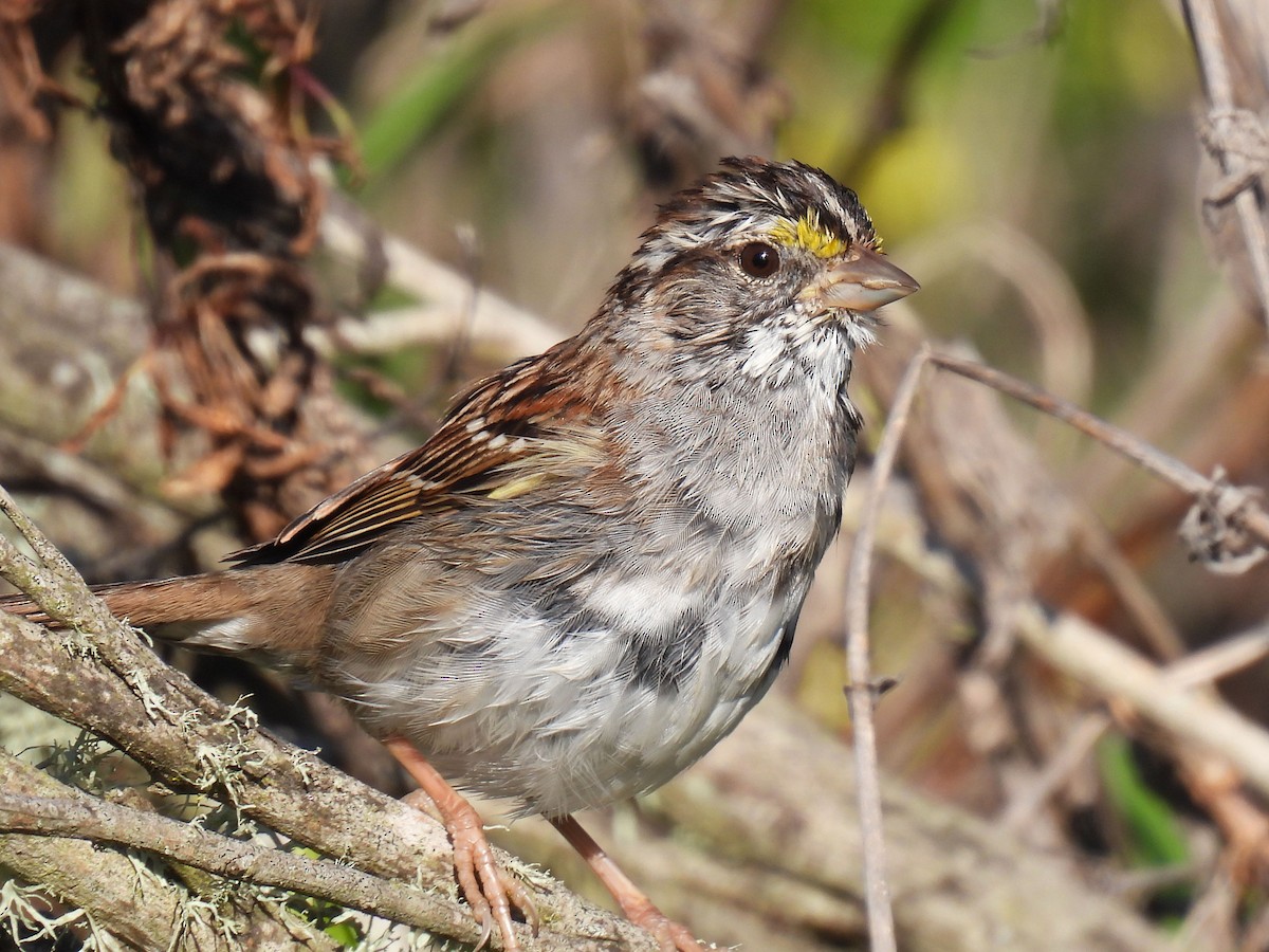 White-throated Sparrow - ML616528643
