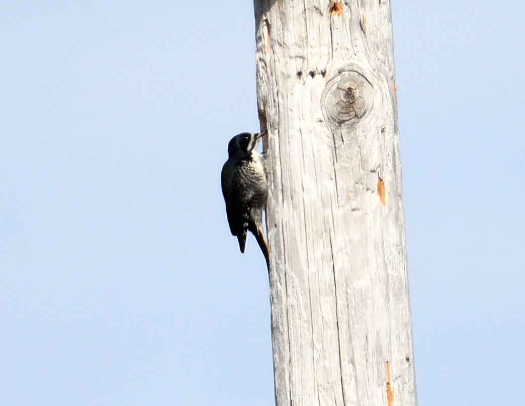Black-backed Woodpecker - Margaret Hough