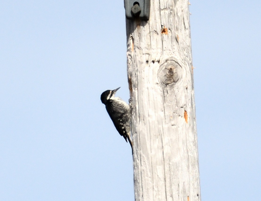 Black-backed Woodpecker - ML616528711