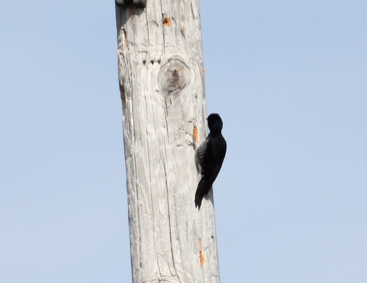 Black-backed Woodpecker - ML616528712