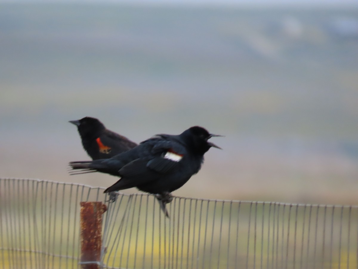 Tricolored Blackbird - ML616528763