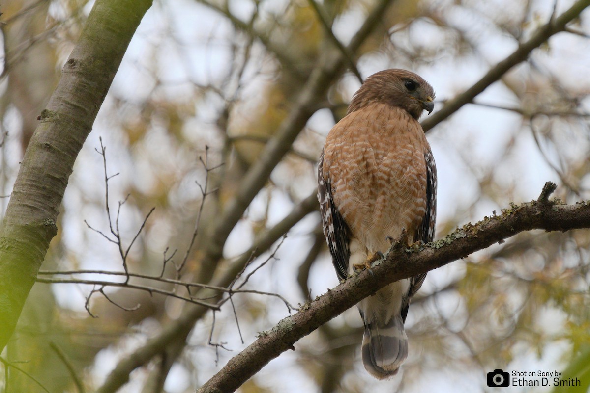 Red-shouldered Hawk - Ethan Smith