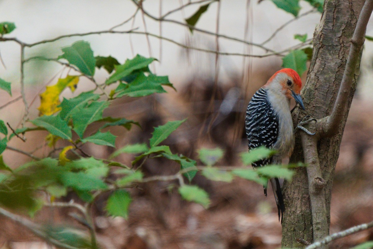 Red-bellied Woodpecker - ML616528791
