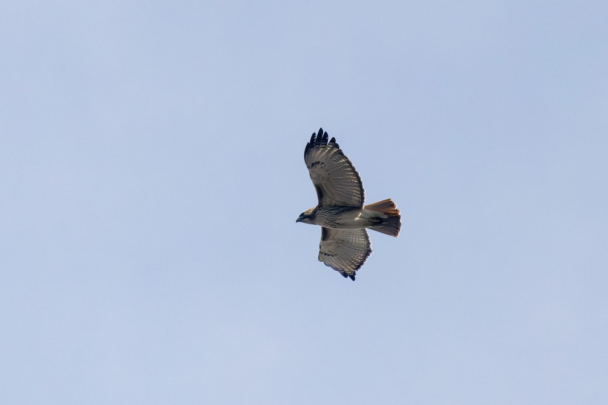Red-tailed Hawk - ML616528895
