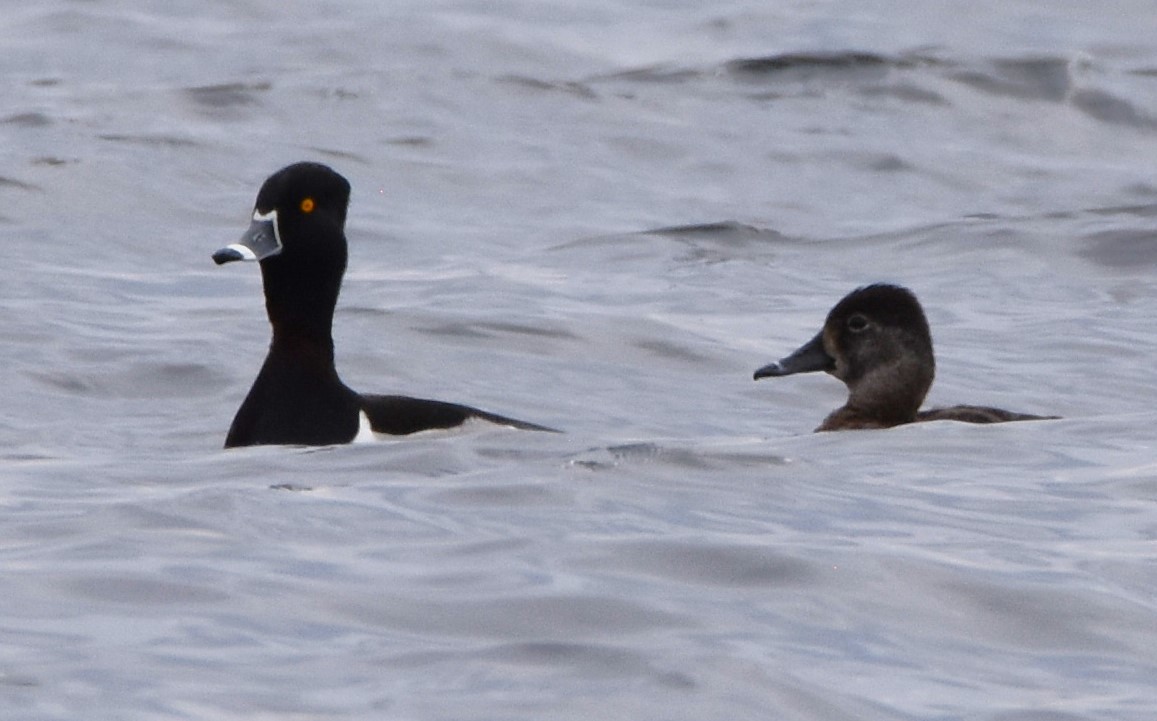 Ring-necked Duck - ML616528901