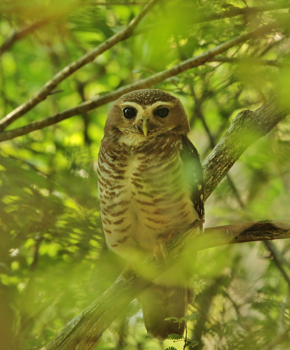 White-browed Owl - ML616528906