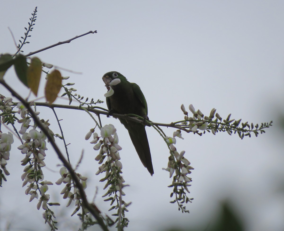 Olive-throated Parakeet (Aztec) - la h