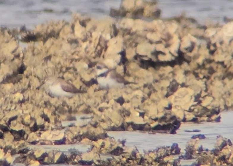 Semipalmated Plover - ML616529082