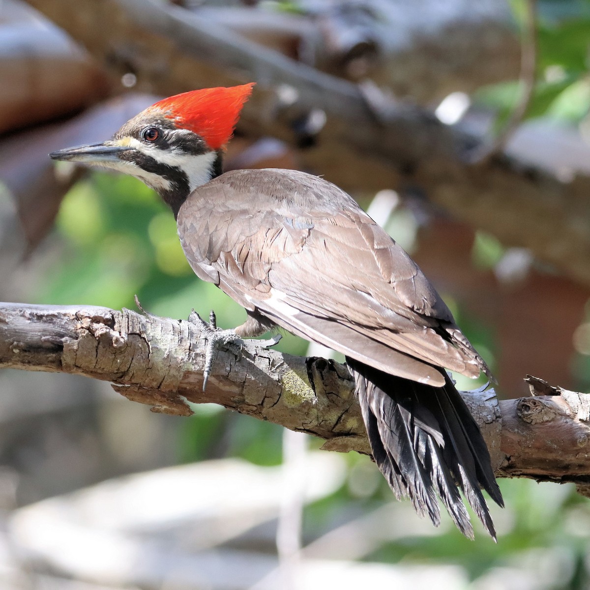 Pileated Woodpecker - ML616529142