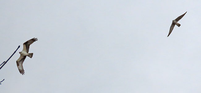 Peregrine Falcon (North American) - ML616529310