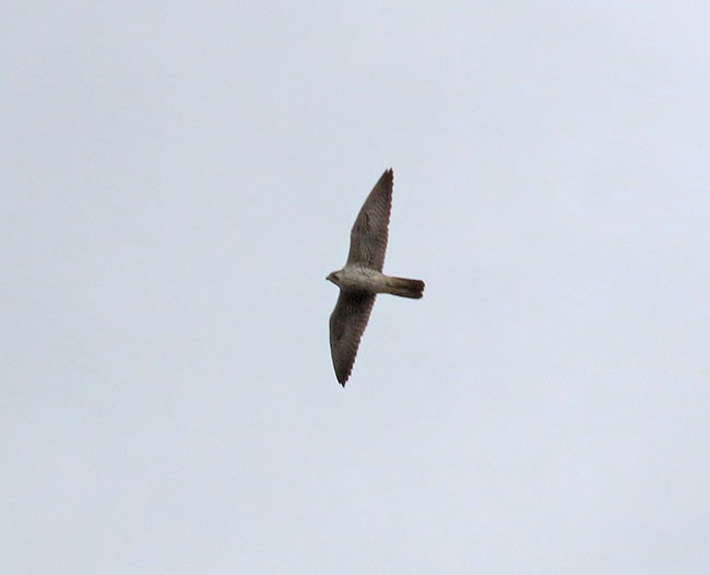 Peregrine Falcon (North American) - ML616529312