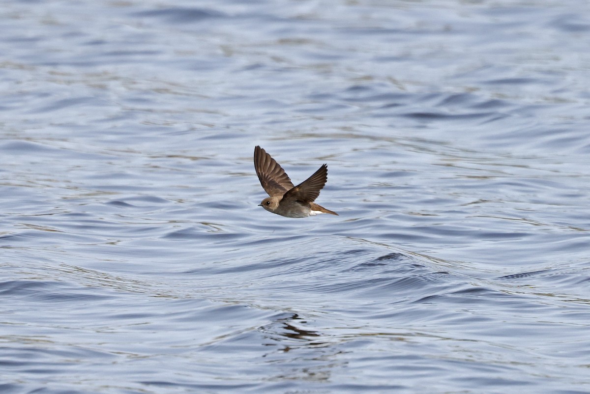 Northern Rough-winged Swallow - ML616529317