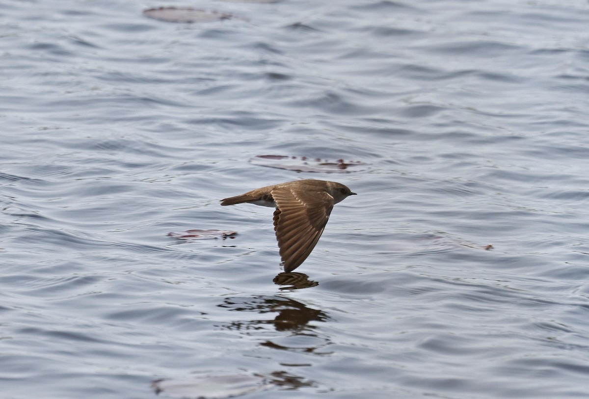 Northern Rough-winged Swallow - ML616529320