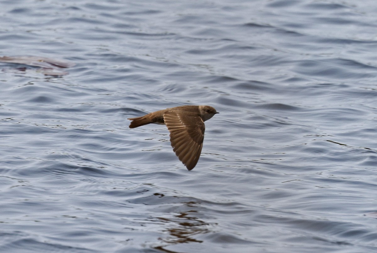 Northern Rough-winged Swallow - ML616529322