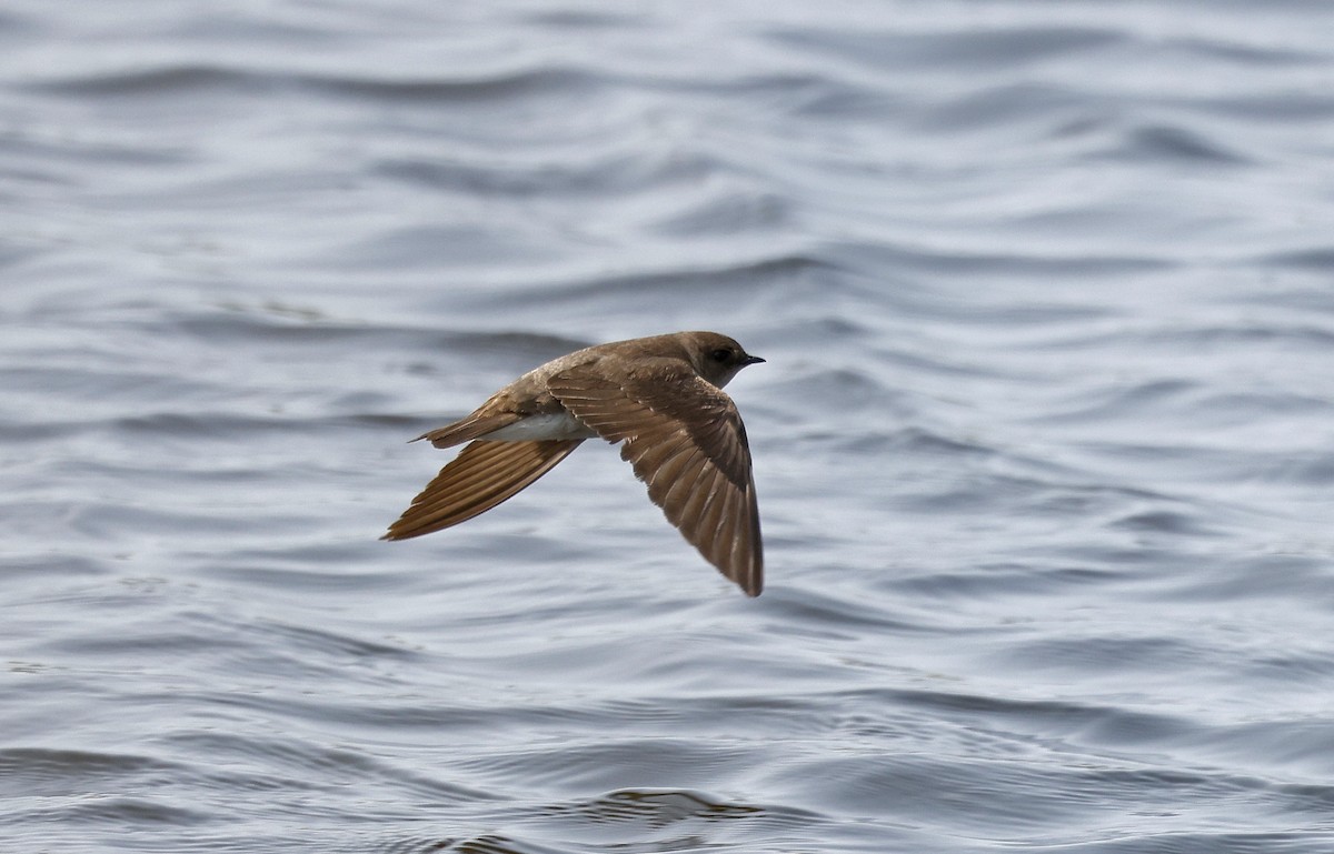Northern Rough-winged Swallow - ML616529325