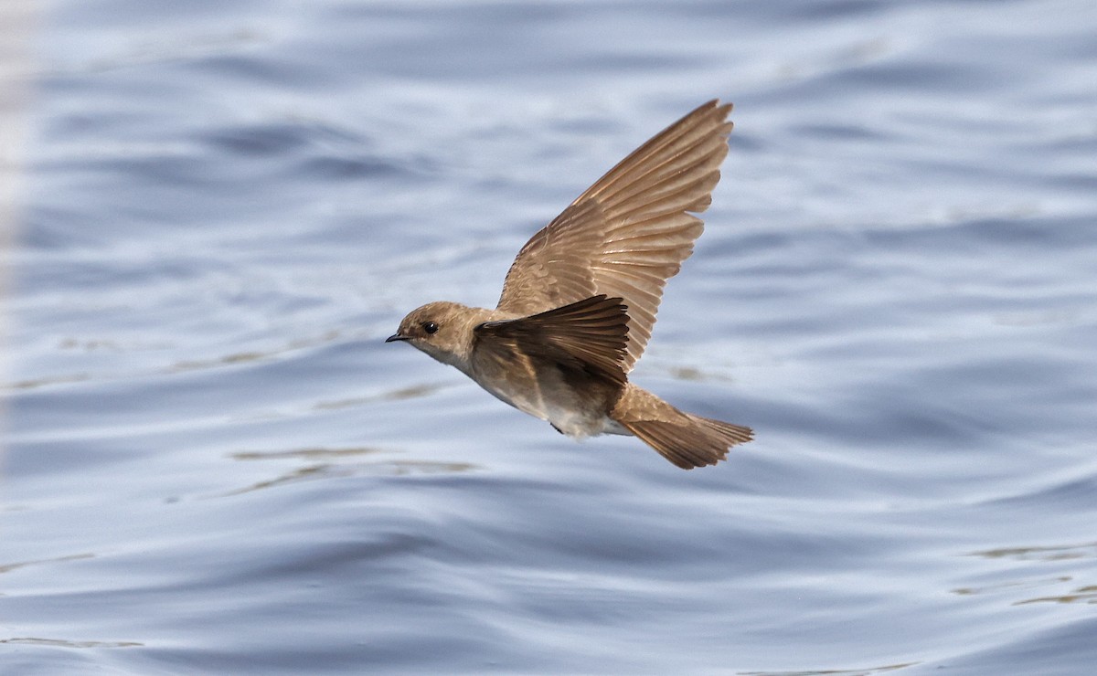 Northern Rough-winged Swallow - ML616529327