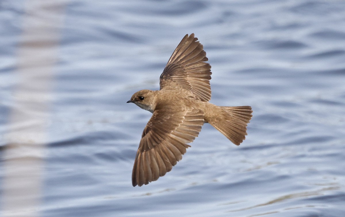 Northern Rough-winged Swallow - ML616529331