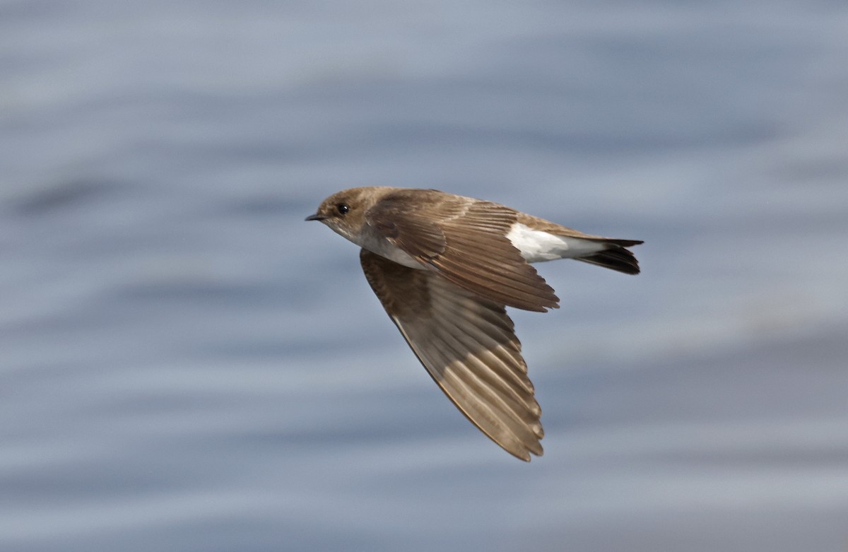 Northern Rough-winged Swallow - ML616529353