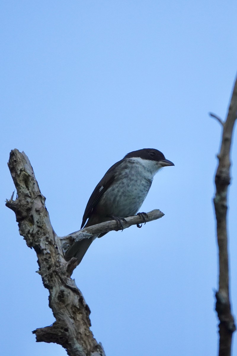 Puerto Rican Tanager - ML616529436
