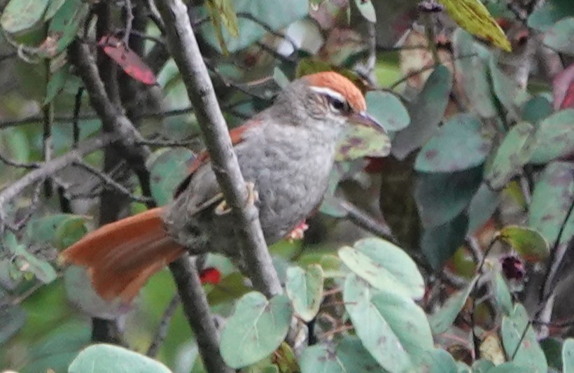Line-cheeked Spinetail - ML616529462